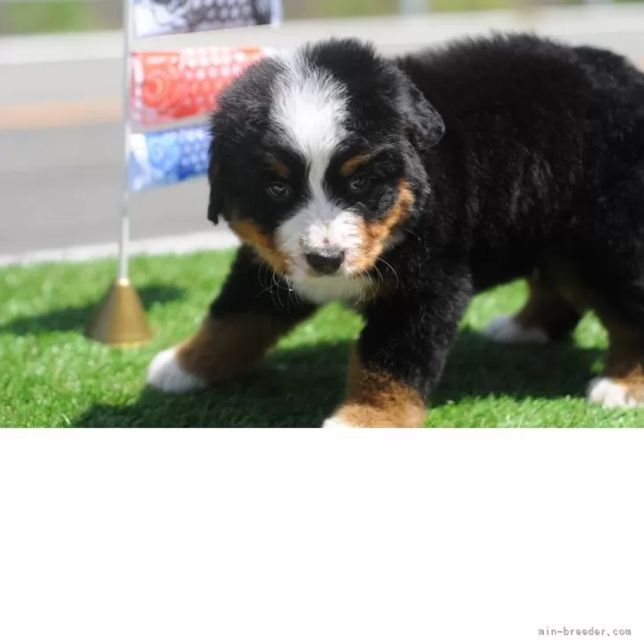 ID:2504-05514の子犬