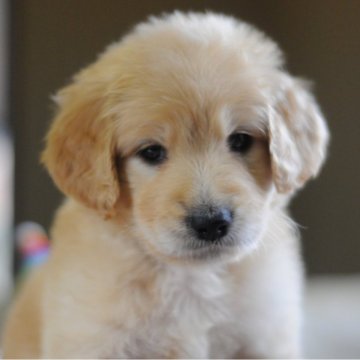 ゴールデンドゥードル(スタンダードプードル×ゴールデンレトリバー)【岡山県・男の子・2024年11月3日・ゴールド】の写真「年末年始もお迎え可能💕全て込みの価格です🐶」