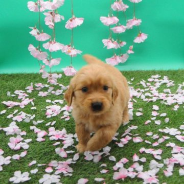 ゴールデンレトリバー【岡山県・男の子・2025年1月22日・ゴールド】の写真「イケメンぢゃと思うんぢゃけどなぁ~（岡山弁）🫶」