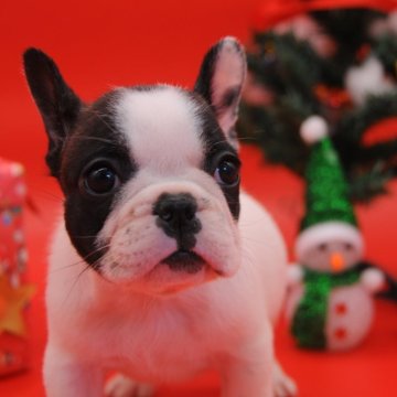 フレンチブルドッグ【岡山県・女の子・2025年10月11日・パイド】の写真「💖わたちをプレゼントにいかがですか💖」