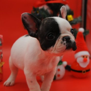 フレンチブルドッグ【岡山県・女の子・2025年10月11日・パイド】の写真「一緒に帰れます😋」