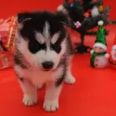 シベリアンハスキー