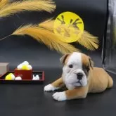 ブルドッグ