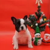 フレンチブルドッグ