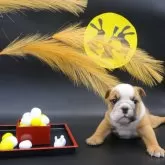 ブルドッグ
