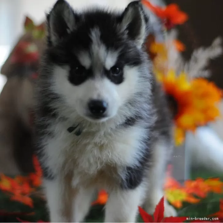 ID：2409-00384の子犬