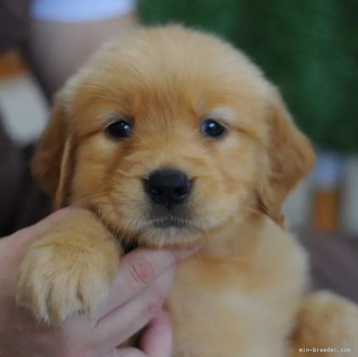 ID：2307-02504の子犬