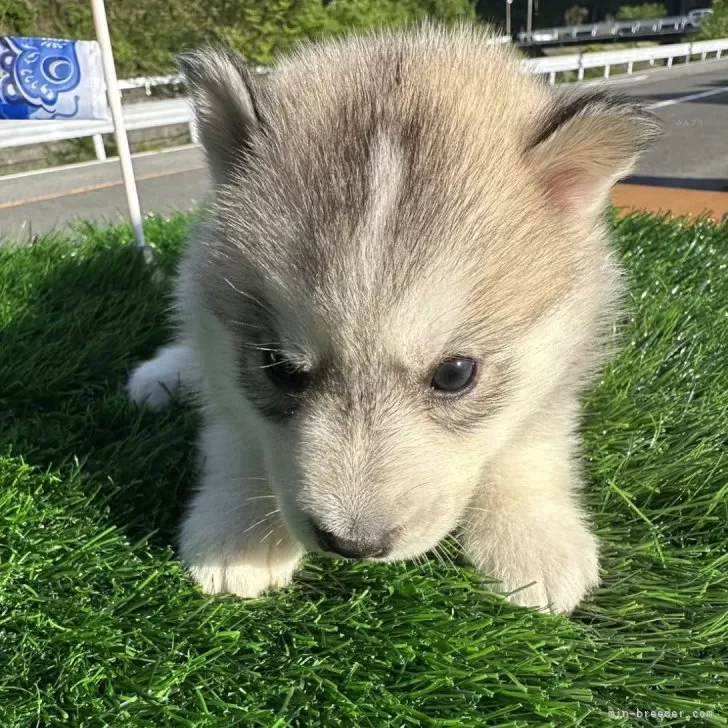 ID：2404-05793の子犬