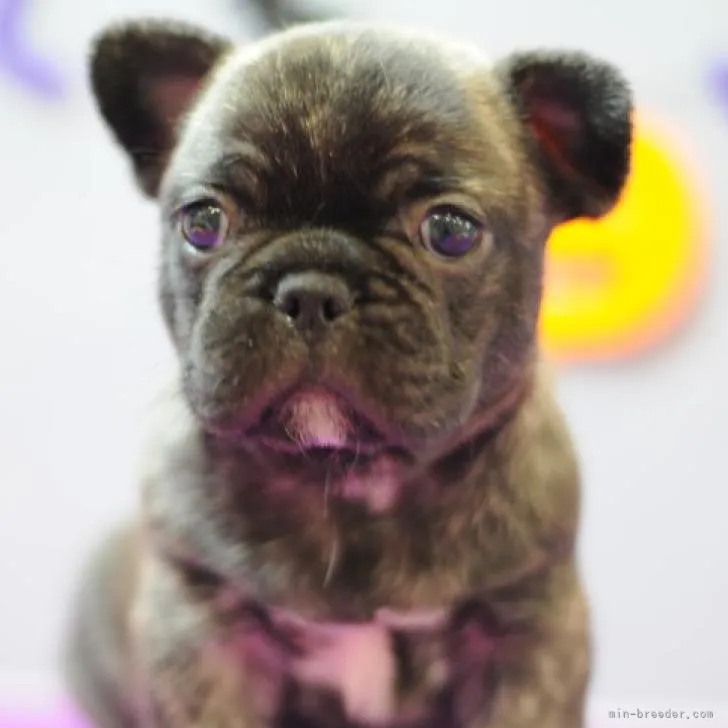 ID：2209-01455の子犬