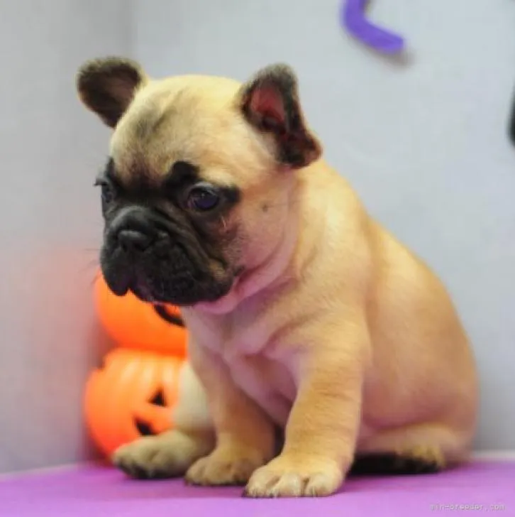 ID：2209-01454の子犬