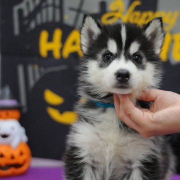 シベリアンハスキー【岡山県・男の子・2023年8月8日・ブラック&ホワイト】の写真「全て込みの値段です🎃やんちゃな男の子❤」