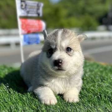 シベリアンハスキー【岡山県・女の子・2024年3月29日・シルバー&ホワイト】の写真「8兄妹の3番目、長女です💕」