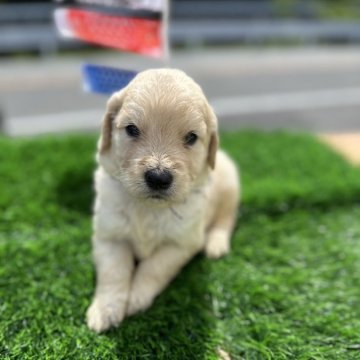ゴールデンドゥードル(プードル×ゴールデンレトリバー)【岡山県・男の子・2024年4月4日・クリーム】の写真「2番目の長男デス🫶」