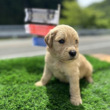 ゴールデンドゥードル(プードル×ゴールデンレトリバー)【岡山県・男の子・2024年4月4日・ゴールド】の写真「5番目の長男デス🫶」
