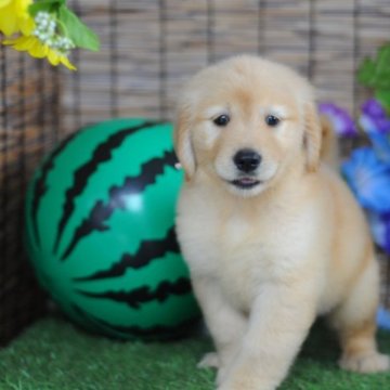 ゴールデンレトリバー【岡山県・女の子・2023年5月29日・ゴールド】の写真「夏休みセール8/16までの限界値下げです😆❤️」