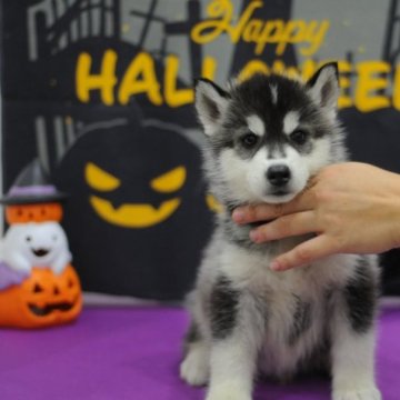 シベリアンハスキー【岡山県・男の子・2023年8月8日・ブラック&ホワイト】の写真「全て込みの値段です‼おっとり男子❤」