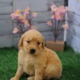 ゴールデンレトリバー【岡山県・女の子・2023年2月23日・ゴールド】の写真1「3/26撮影」