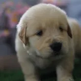 ゴールデンレトリバー【岡山県・女の子・2023年2月24日・ゴールド】の写真1「3/26撮影」