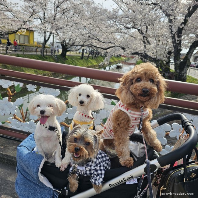 森部　あやか(もりべ　あやか)ブリーダー(愛知県・JKC登録)の紹介写真3