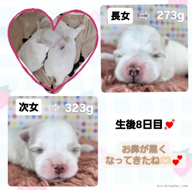 森部あやかブリーダーのブログ：マルチーズ二人姉妹誕生しました🫶🏻💓‪