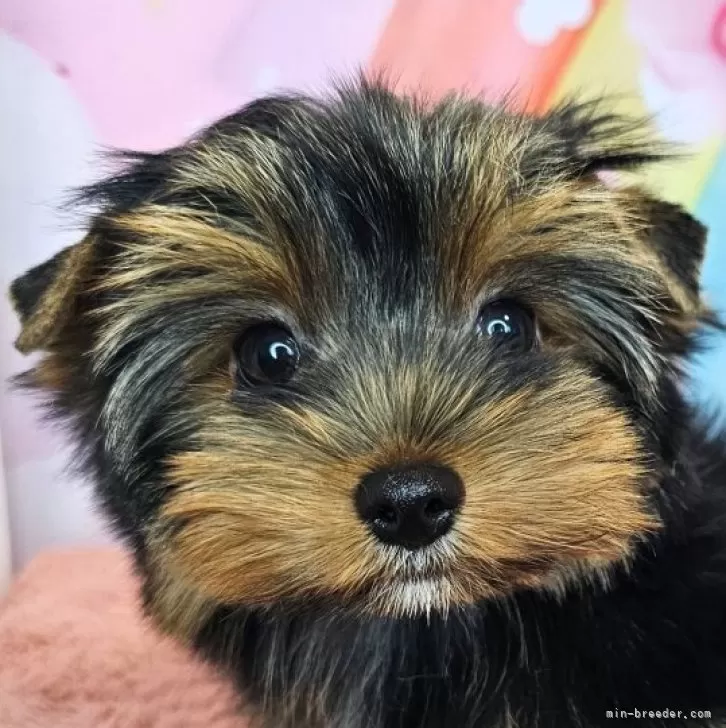ID:2506-02650の子犬