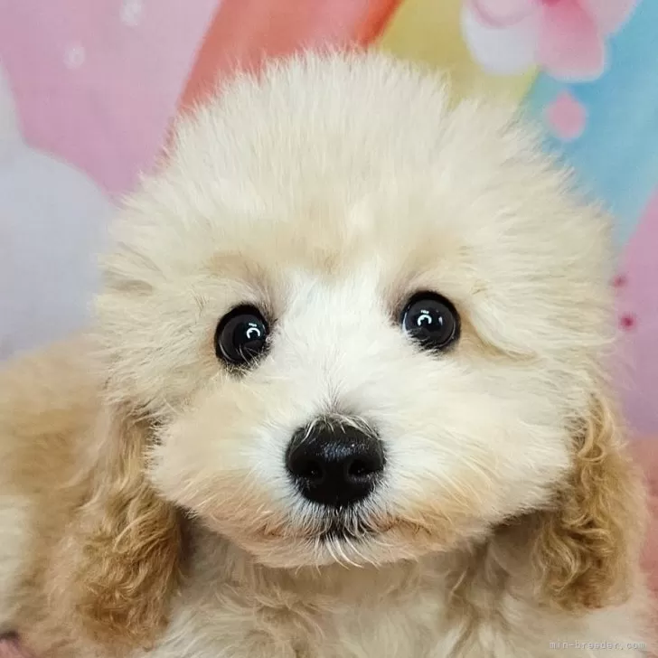 ID：2508-03505の子犬