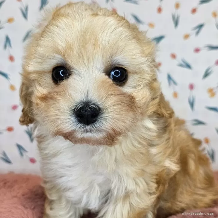 ID:2411-01017の子犬