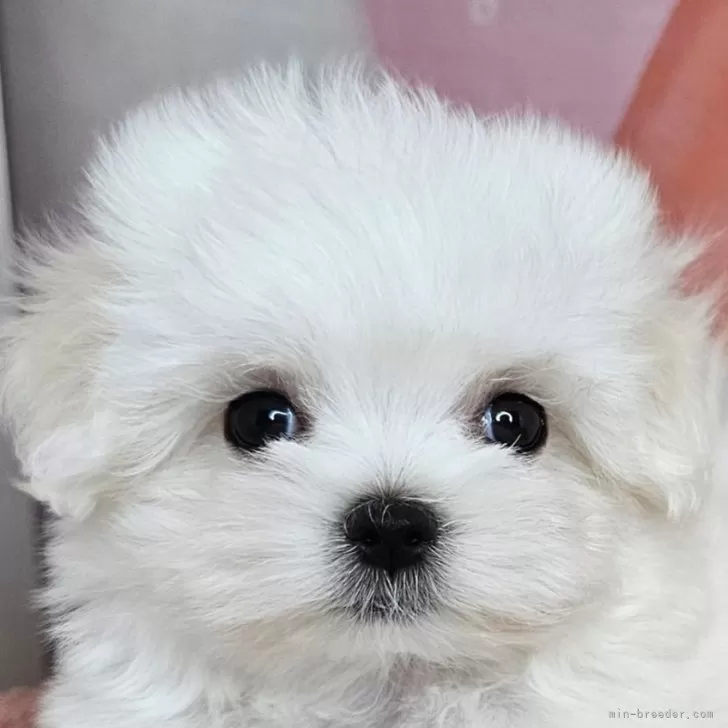 ひみりん 様のお迎えした子犬