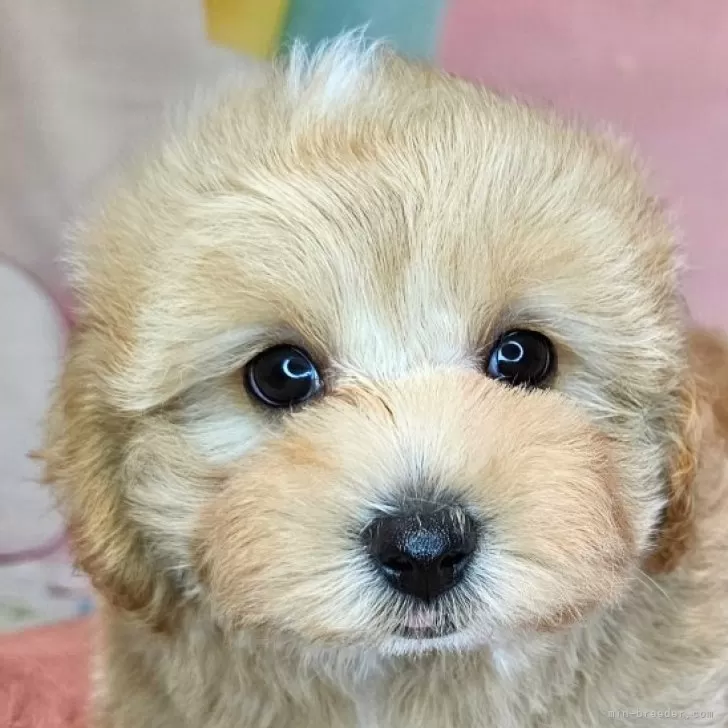 ID：2501-03626の子犬