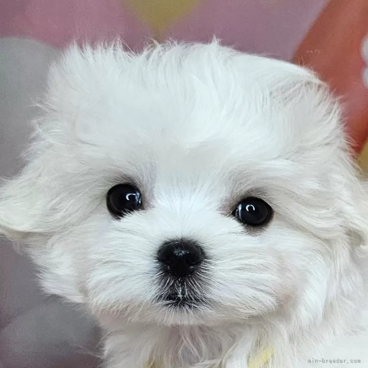 R.O 様のお迎えした子犬