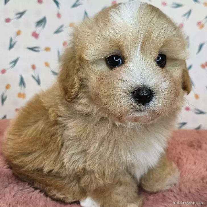 ID：2411-01991の子犬