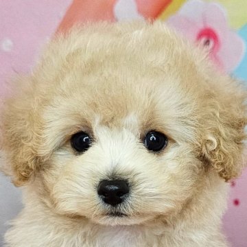 ミックス(トイプードル×ミックス)【愛知県・男の子・2025年7月26日・アプリコット】の写真「マルプー×トイプードル6兄妹🐾次男くん💚」