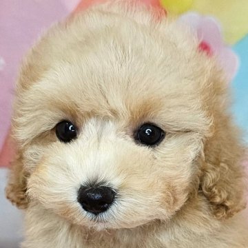 ミックス(トイプードル×ミックス)【愛知県・女の子・2025年7月26日・アプリコット】の写真「マルプー×トイプードル6兄妹🐾三女ちゃん💛」