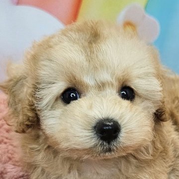 ミックス(トイプードル×ミックス)【愛知県・女の子・2025年7月26日・アプリコット】の写真「マルプー×トイプードル6兄妹🐾次女ちゃん🩷」