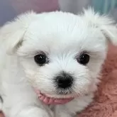 マルチーズ