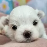 マルチーズ