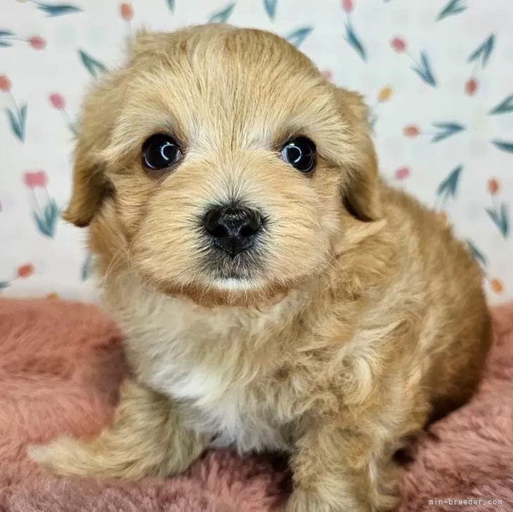 ID：2405-03690の子犬