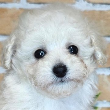 トイプードル(トイ)【愛知県・女の子・2024年2月23日・ホワイト】の写真「とうふママの初めてベビーちゃん🐾」