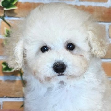 トイプードル(トイ)【愛知県・男の子・2024年2月23日・ホワイト】の写真「とうふママの一人息子くん💓」