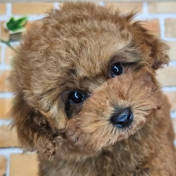 トイプードル(トイ)【愛知県・女の子・2024年2月18日・レッド】の写真「ご見学日にお迎えして頂けます🐶🏠️」