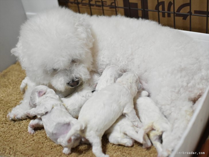 菅沼竜由ブリーダーのブログ：生後10日の様子