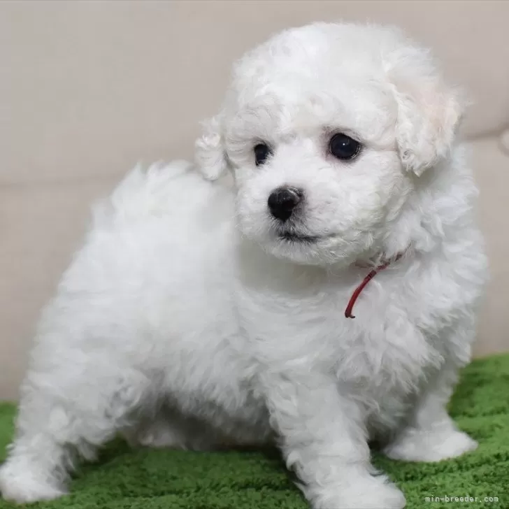 ID:2405-00825の子犬
