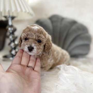 トイプードル(タイニー)【岐阜県・女の子・2025年3月16日・アプリコットアンドホワイト】の写真「目の綺麗な女の子♡」