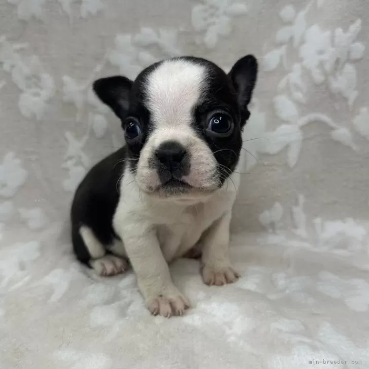 ID：2501-06831の子犬