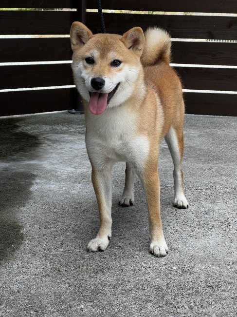 山崎　仁樹(やまざき　ひとき)ブリーダー(滋賀県・柴犬など・日本犬保存会登録)の紹介写真2