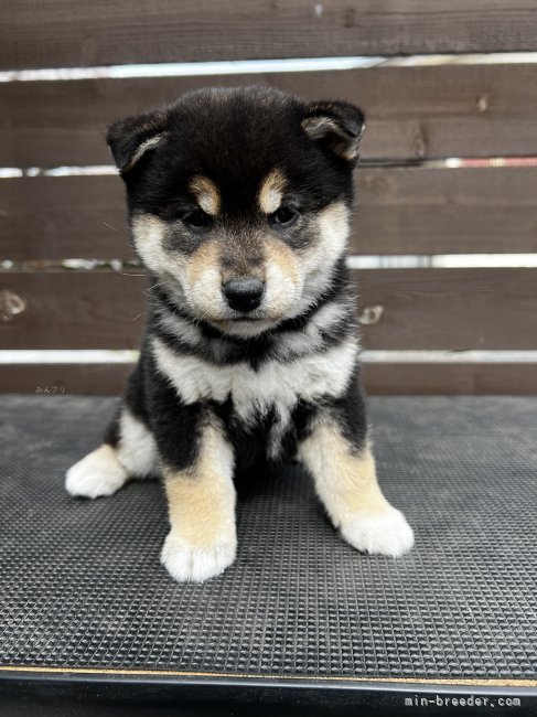 山崎　仁樹(やまざき　ひとき)ブリーダー(滋賀県・柴犬など・日本犬保存会登録)の紹介写真3