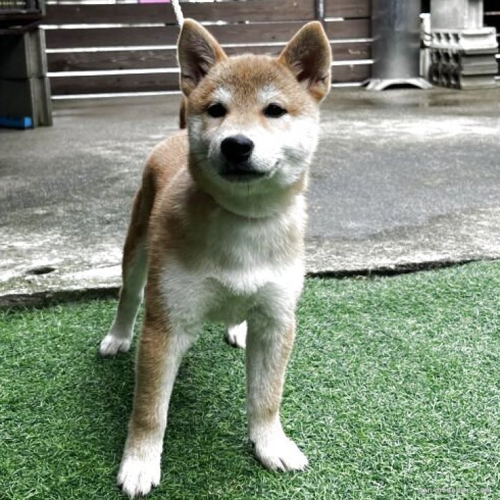 ブリーダー画像