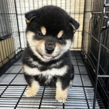 柴犬(標準サイズ)【滋賀県・女の子・2025年1月7日・黒】の写真「美人黒柴ちゃん」