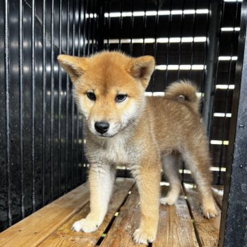柴犬(標準サイズ)【滋賀県・男の子・2025年4月8日・赤】の写真「将来綺麗な赤毛になります。」