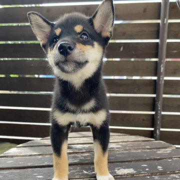 柴犬(標準サイズ)【滋賀県・女の子・2025年7月3日・黒】の写真「将来豆柴サイズになります。」